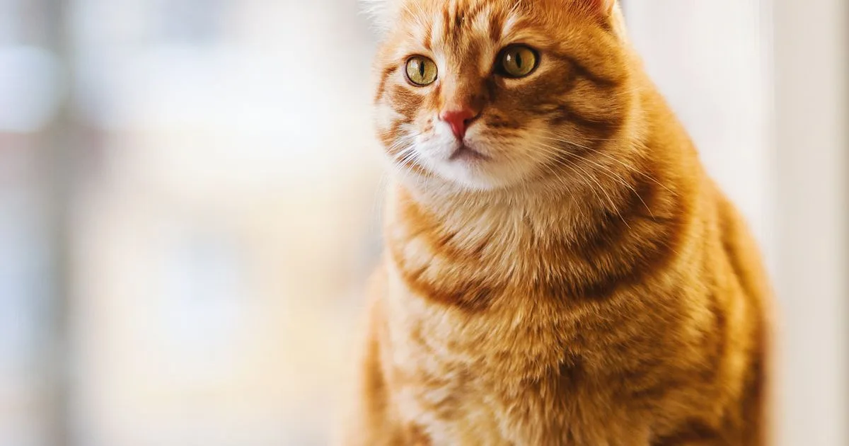 Using AI to make "simple stroke + real scene" fusion wind healing cute pet video monetization