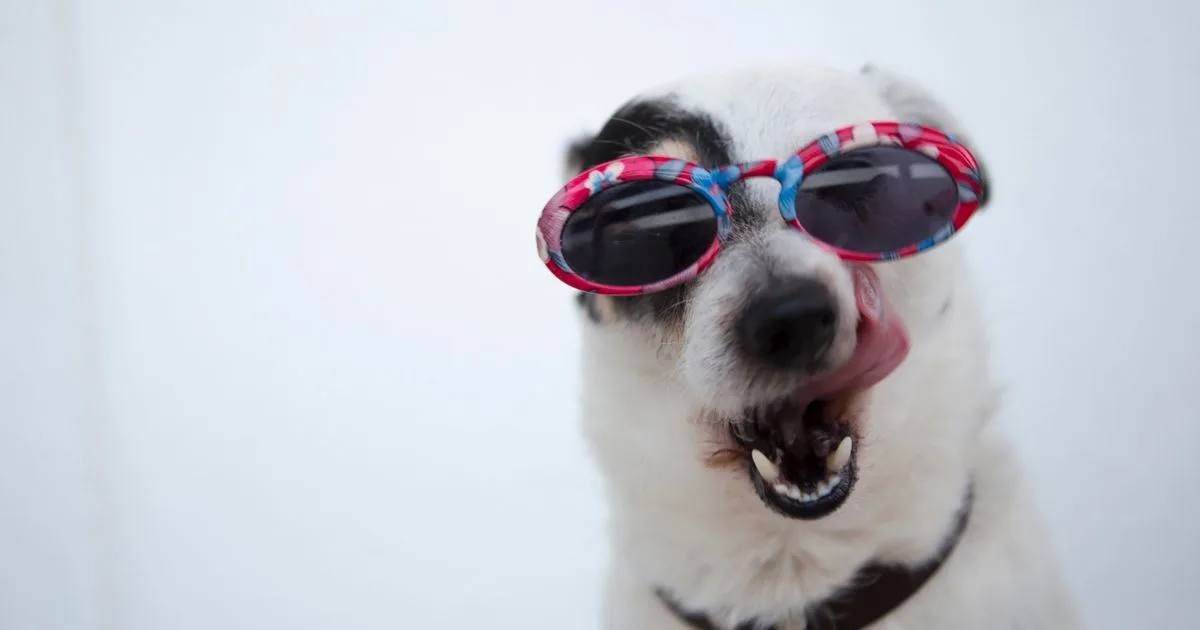 AI makes 7K US dollars a month for curing LoFI videos with cute pets, no face, no writing, no brain trouble, traffic breaks millions